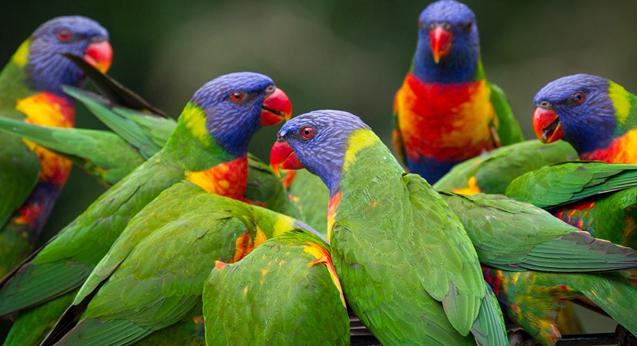 Currumbin_Willdife_Sanctuary_Lorikeets_920x500.jpg