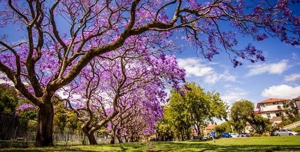 Learn_to_Paint_Jacarandas.jpg